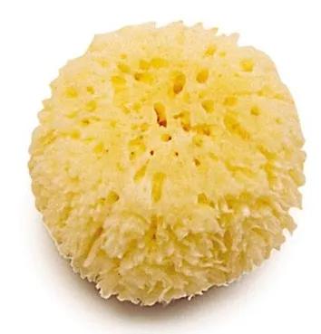 natural sponge shoulder