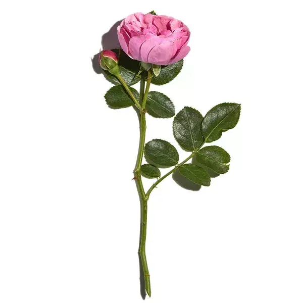 Sanoflore Rosa Fresca Crema Leggera 40ml