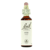 Bach Pine flowers 20ml