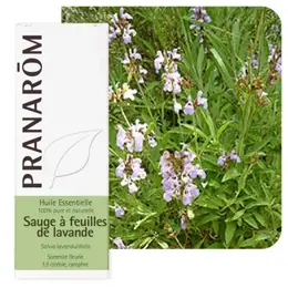 Pranarom Huile Essentielle Sauge à Feuilles de Lavande Sommité Fleurie Bio 10ml