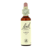 Bach Mélèze 20ml de fleur
