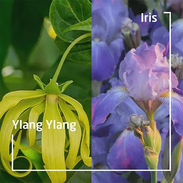 Weleda Shower Bar Solid Vegetable Shower Ylang Ylang & Iris Organic 75g
