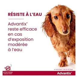 Advantix Chien Solution Antiparasitaire Race Moyenne 10 à 25kg 6 pipettes