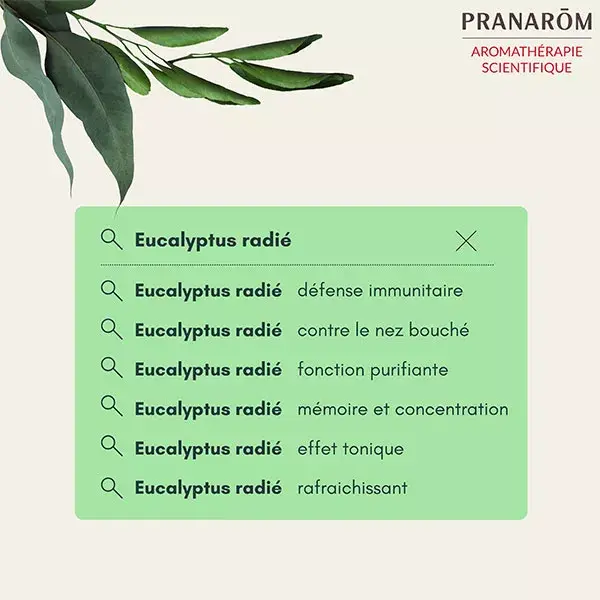 Pranarom Huile Essentielle Eucalyptus Radié 10ml