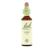 Bachblüten Bachblüten 13 Ginster 20 ml