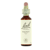 Bachblüten 33 Walnuss Walnuss 20 ml