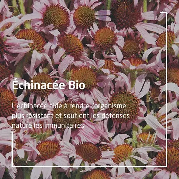 Weleda Extraits de Plantes Echinacée Bio 60ml