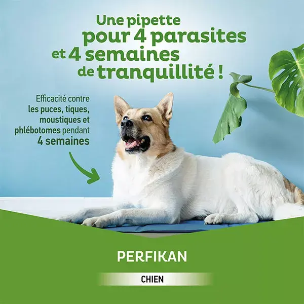 Clement Thekan Perfikan Anti-Puces Anti-Tiques Chien 1,5-4kg 4 pipettes