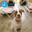 Adaptil Calm Diffuser + Refill 30 Days Anti-Stress for Dogs