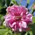 Sanoflore Eau Florale Rose Ancienne Bio 200ml