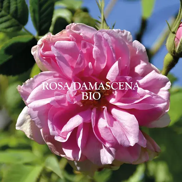 Sanoflore Eau Florale Rose Ancienne Bio 200ml