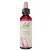 Fleurs de Bach® Original - Larch 20ml