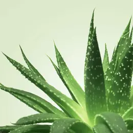 Mixgliss Nuru Massage - Aloe Vera - Gel de Massage et Lubrifiant - 150 ml
