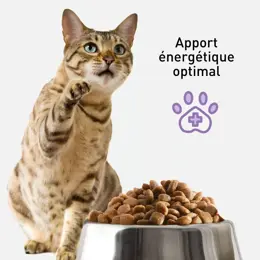 VetoNUT Chat Spécial Digestion Hypoallergénique 1kg