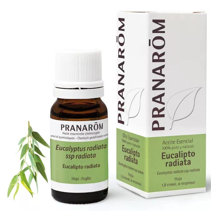 Eucalyptus Radiata Pranarom etherische olie 10ml