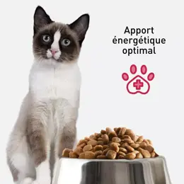 VetoNUT Chat Spécial Fonction Rénale 1kg