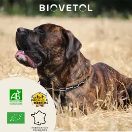 Biovetol -  Poudre Régul'Transit Bio Grand Chien >10kg - 112g