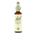 Bachblüten 21 Senf 20 ml