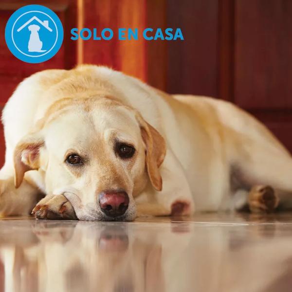 Adaptil Calm Diffuser + Refill 30 Days Anti-Stress for Dogs