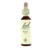 Fleurs de Bach Hêtre 20 ml