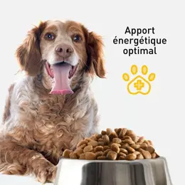 VetoNUT Chien Spécial Sénior 2,5kg