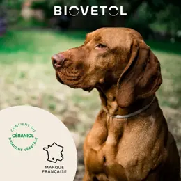 Biovetol - Antiparasitaire - Collier Grand Chien (75 cm marron) - x1