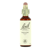 Flowers of Bach Willow 20ml