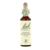 Bachblüten 29 Stern von Bethlehem 20 ml